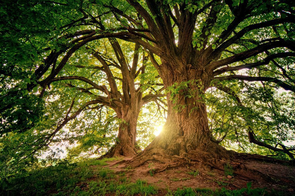 sanación del árbol genealógico