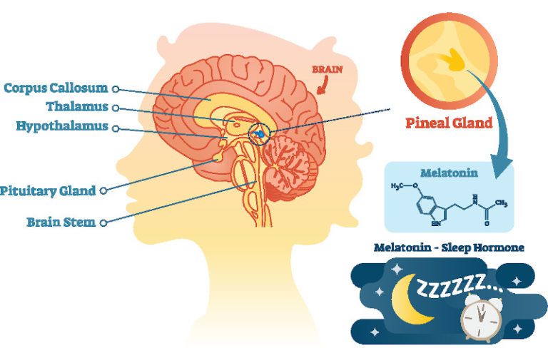 Glándula pineal, tercer ojo, secretos, ¿Qué es? ¿Cómo activarlo?